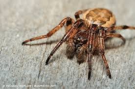 Attēlu rezultāti vaicājumam “Araneidae”