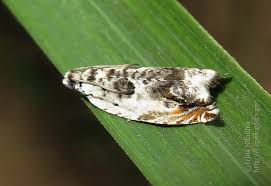 Attēlu rezultāti vaicājumam “Ancylis laetana”