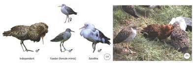 Attēlu rezultāti vaicājumam “Philomachus pugnax adult”