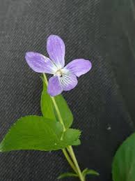 Attēlu rezultāti vaicājumam “Viola canina flower”