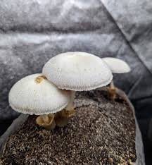 Attēlu rezultāti vaicājumam “Volvariella bombycina”