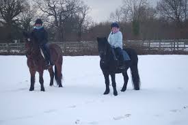 Image result for South Weylands Equestrian
