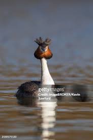 Attēlu rezultāti vaicājumam “Podiceps cristatus adult”