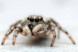 Attēlu rezultāti vaicājumam “Salticus scenicus”