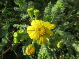 Attēlu rezultāti vaicājumam “Senecio vernalis bud”