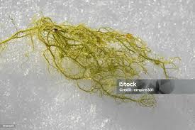 Attēlu rezultāti vaicājumam “Usnea filipendula”