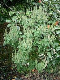 Attēlu rezultāti vaicājumam “Ambrosia artemisiifolia bud”