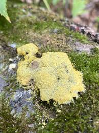 Attēlu rezultāti vaicājumam “Stemonitis axifera spores”