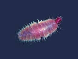 Attēlu rezultāti vaicājumam “Tubifera magna macro”