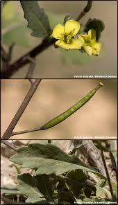 Attēlu rezultāti vaicājumam “Diplotaxis muralis flower”