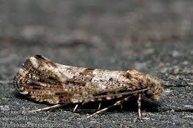 Attēlu rezultāti vaicājumam “Morophaga choragella”