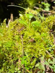 Attēlu rezultāti vaicājumam “Drepanocladus polygamus”