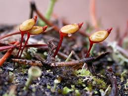 Attēlu rezultāti vaicājumam “Buxbaumia aphylla sporophyte”