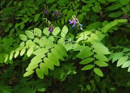 Attēlu rezultāti vaicājumam “Lathyrus palustris flower”