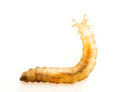 Attēlu rezultāti vaicājumam “Tipulidae larva”