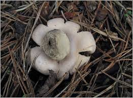 Attēlu rezultāti vaicājumam “Geastrum fimbriatum”