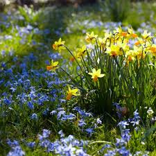 Attēlu rezultāti vaicājumam “Scilla siberica”