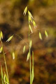 Attēlu rezultāti vaicājumam “Avena sativa fruit”