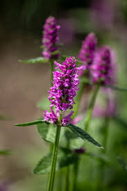 Attēlu rezultāti vaicājumam “Stachys officinalis flower”