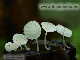 Attēlu rezultāti vaicājumam “Delicatula integrella”