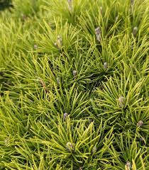 Attēlu rezultāti vaicājumam “Pinus mugo fruit”