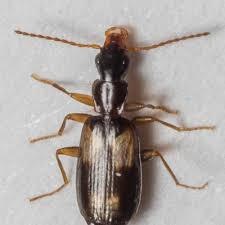 Attēlu rezultāti vaicājumam “Calodromius spilotus”