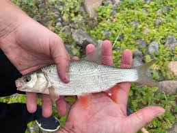 Attēlu rezultāti vaicājumam “Leuciscus idus”