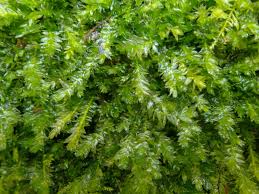 Attēlu rezultāti vaicājumam “Plagiothecium nemorale”