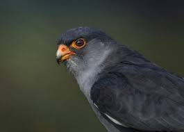 Image result for Falco amurensis