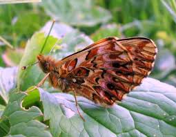 Attēlu rezultāti vaicājumam “Boloria titania upperside”