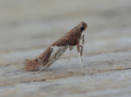 Attēlu rezultāti vaicājumam “Caloptilia stigmatella”