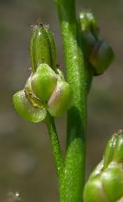 Attēlu rezultāti vaicājumam “Triglochin palustre fruit”