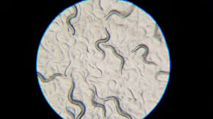 Attēlu rezultāti vaicājumam “Comatricha elegans var. microspora”