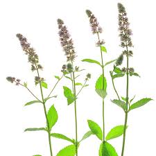 Attēlu rezultāti vaicājumam “Mentha spicata”