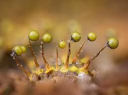 Attēlu rezultāti vaicājumam “Cribraria argillacea macro”