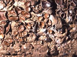 Attēlu rezultāti vaicājumam “Melanohalea olivacea”