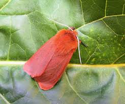 Attēlu rezultāti vaicājumam “Phragmatobia fuliginosa imago”