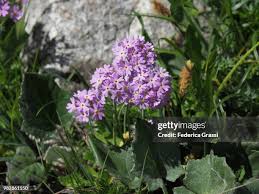 Attēlu rezultāti vaicājumam “Primula farinosa flower”