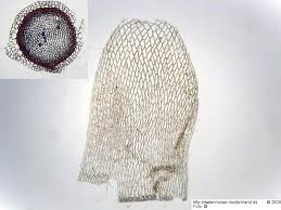 Attēlu rezultāti vaicājumam “Sphagnum teres”