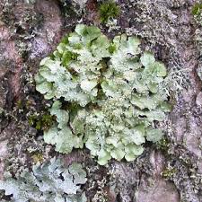 Attēlu rezultāti vaicājumam “Punctelia subrudecta”