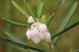 Attēlu rezultāti vaicājumam “Andromeda polifolia leaf”