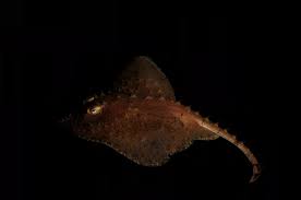 Image result for Amblyraja radiata