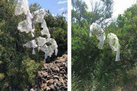 Attēlu rezultāti vaicājumam “Geocalyx graveolens”