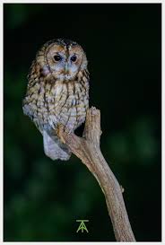 Attēlu rezultāti vaicājumam “Strix aluco female”