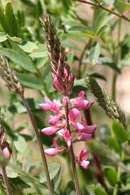Attēlu rezultāti vaicājumam “Onobrychis arenaria leaf”