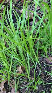 Attēlu rezultāti vaicājumam “Scirpus sylvaticus bud”