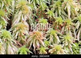 Attēlu rezultāti vaicājumam “Sphagnum quinquefarium”