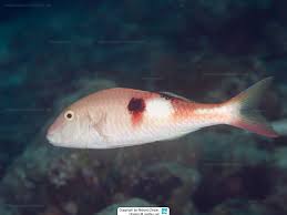 Image result for Parupeneus trifasciatus