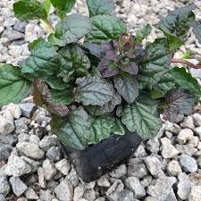 Attēlu rezultāti vaicājumam “Ajuga reptans bud”