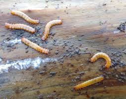 Attēlu rezultāti vaicājumam “Cucujus cinnaberinus larva”